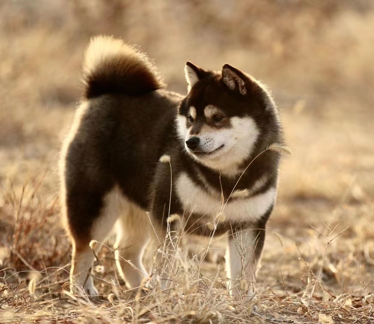 宠物店和犬舍,宠物店和犬舍哪个靠谱