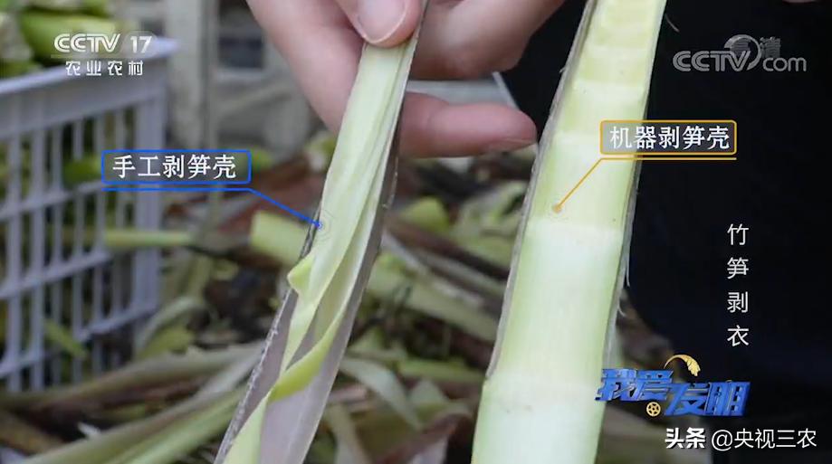 有了“王万能”发明的神器，竹笋剥皮轻松搞定