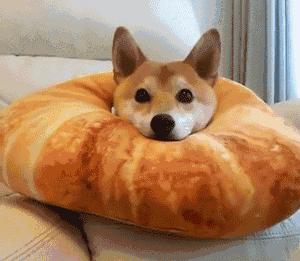 犬瘟病毒在室温下存活多久,狗狗感染犬瘟病毒症状