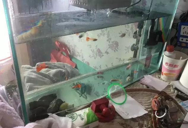 绿萝君子兰的养殖方法,绿萝君子兰怎么养才能更旺盛