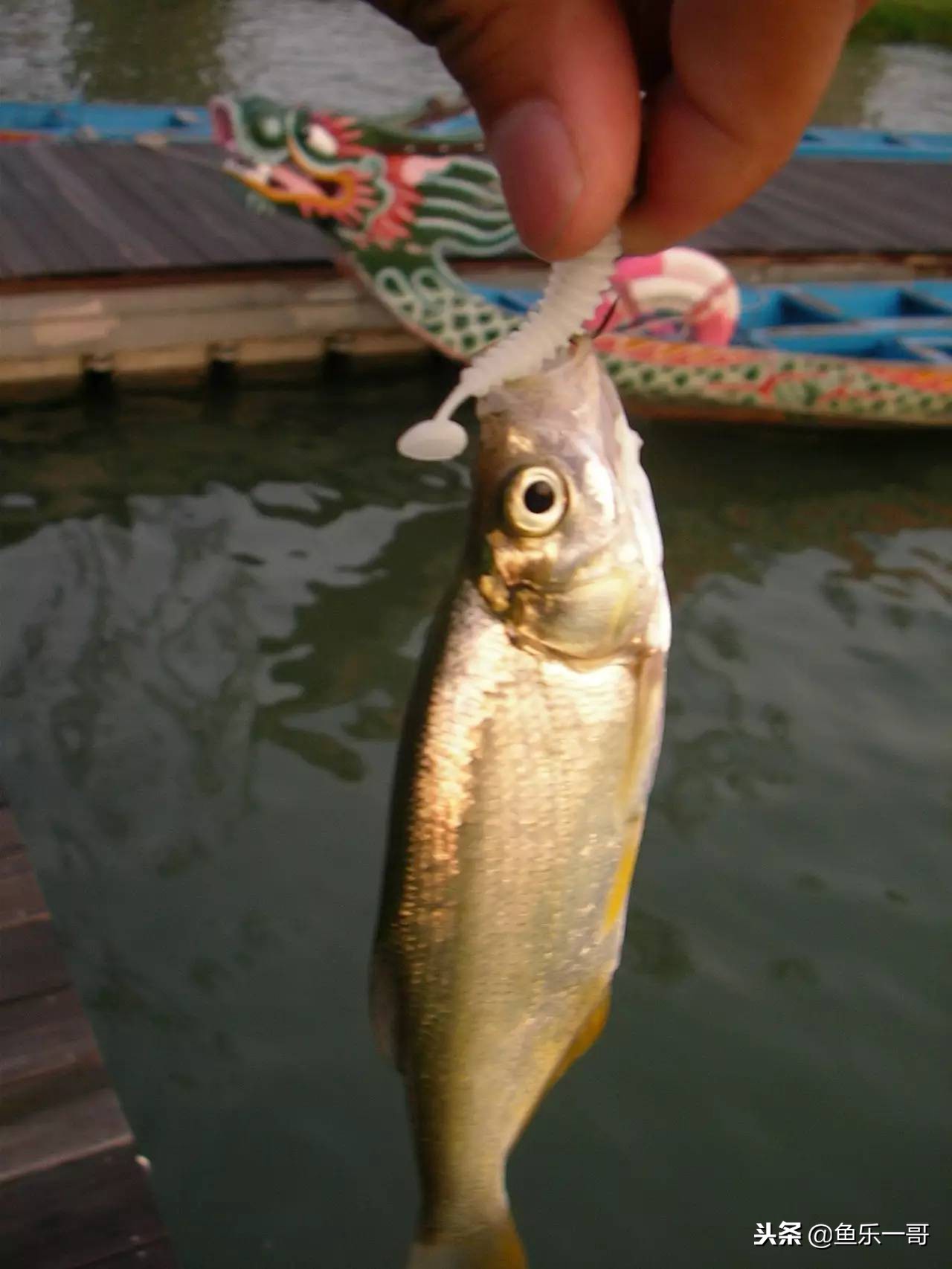 冬季铅头钩路亚翘嘴手法视频,冬季铅头钩路亚翘嘴如何确定水层