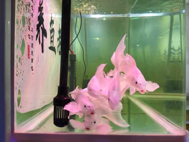 关于硝化细菌的有关知识,硝化细菌深度解析