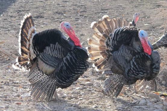 火鸡育雏养殖技术视频教程,火鸡难养