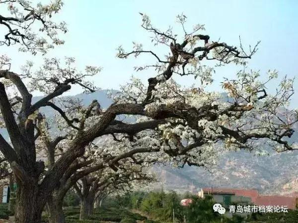 青岛城市记忆公园,青岛十景图片