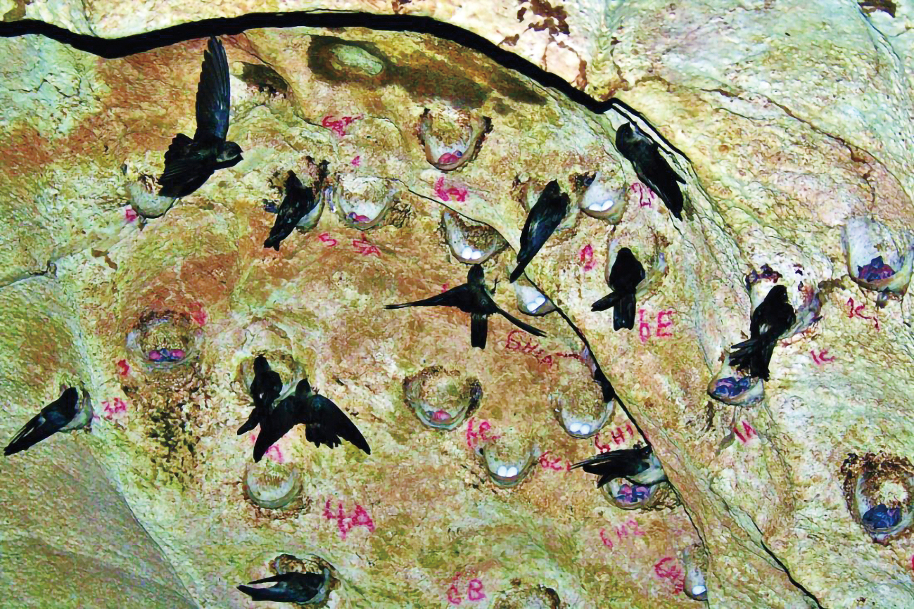 都是燕窝惹的祸？爪哇金丝燕：飞得快不如被团灭快