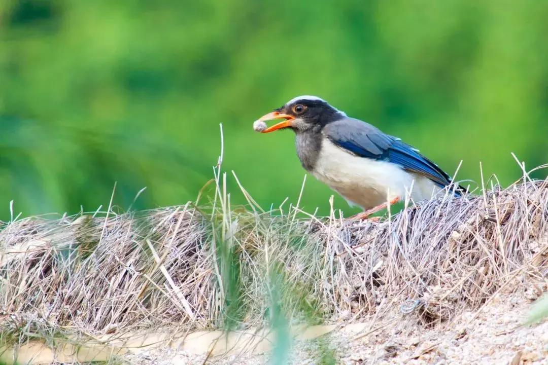 北京这个学校很“火”!坐拥3大花园、果园、动物园,集美貌与知识于一体!