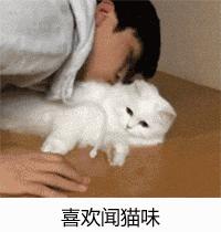 为什么养猫和想象中的不一样,为什么养猫比对自己的父母还好呢