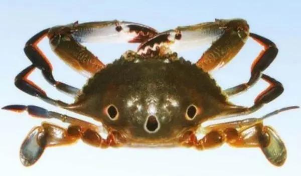 好好的螃蟹，为什么不横着走？来了解一下螃蟹界的“美味”成员