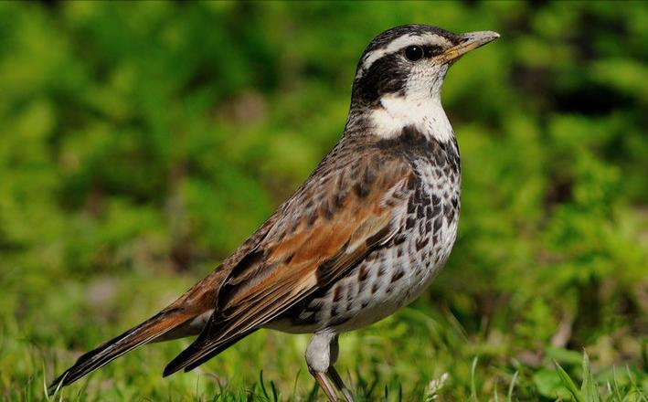 东江揽胜,惠州淡水常见鸟类图谱