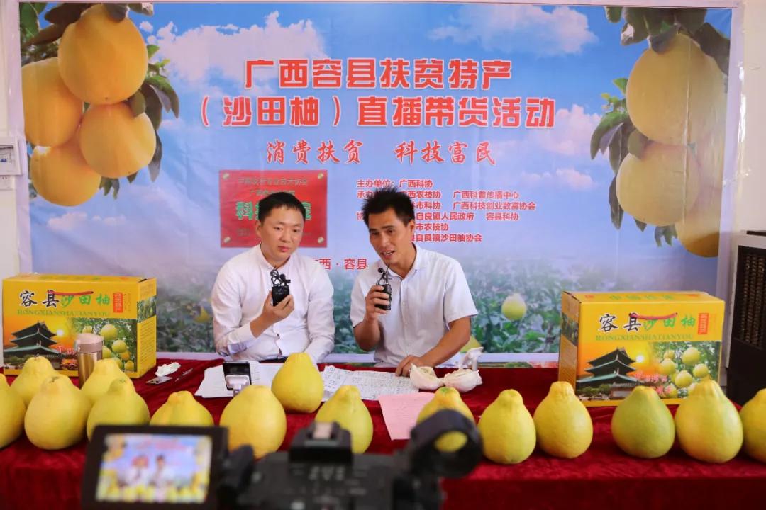 广西容县自良镇沙田柚种植户,广西容县自良镇沙田柚商会会长