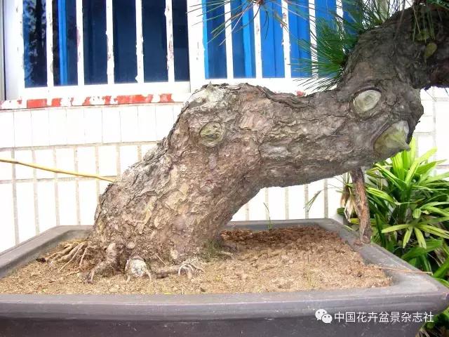 盆景黑松造型欣赏 (黑松盆景造型实例大全)