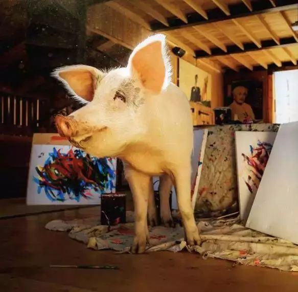 这一次我承认输给了“猪”！