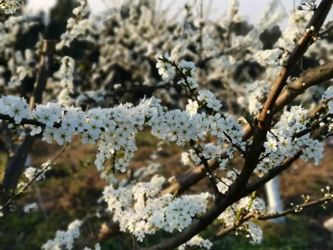 阳春三月的三月,阳春三月李花开