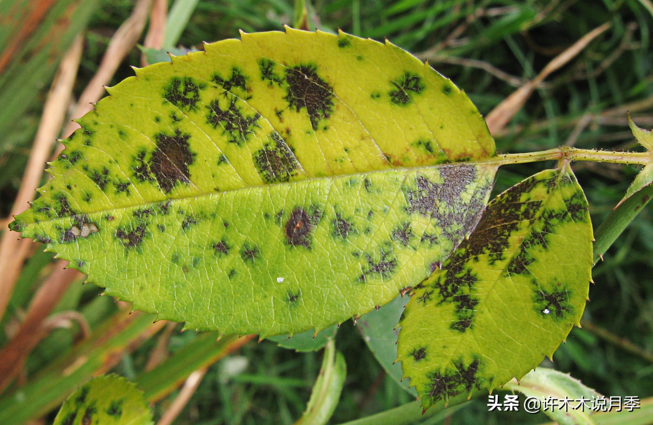 种了月季遇到下雨会不会淹死,月季被尿浇死怎么补救