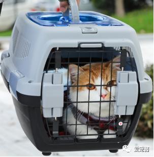 如何领取一只猫咪,如何获得一只猫咪