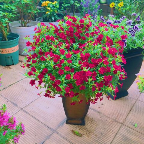 养牵牛花需要什么土,养牵牛花