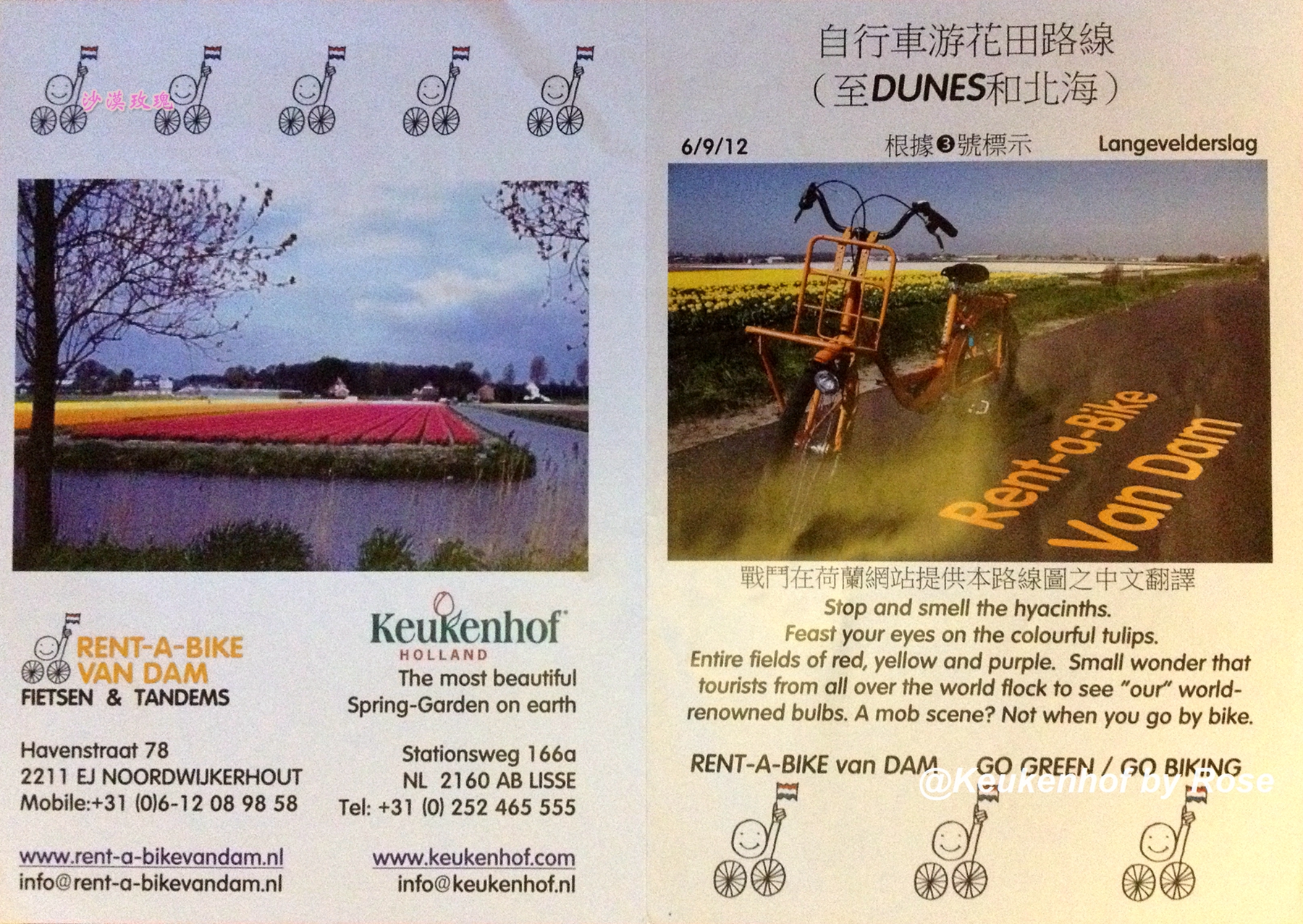 带你观赏荷兰郁金香,荷兰郁金香花海什么时候开