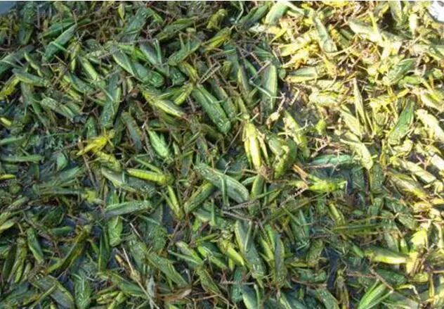 蚂蚱养殖现在前景如何,蚂蚱养殖有销路吗联系电话