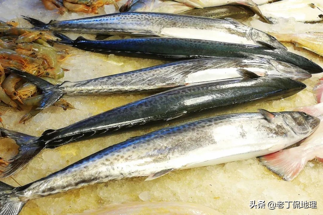 中国海鲜地图,中国海鲜最多地区