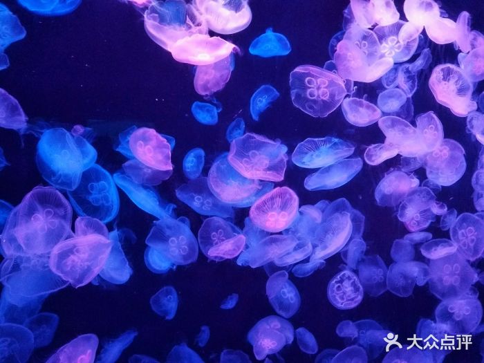 大连老虎滩帆船出海一日游,老虎滩金石滩棒棰岛