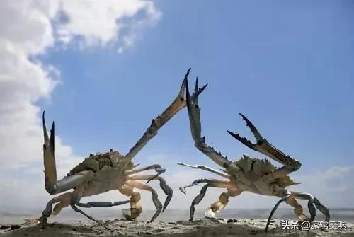 全国哪里的大闸蟹最好,哪里的大闸蟹最出名最好吃
