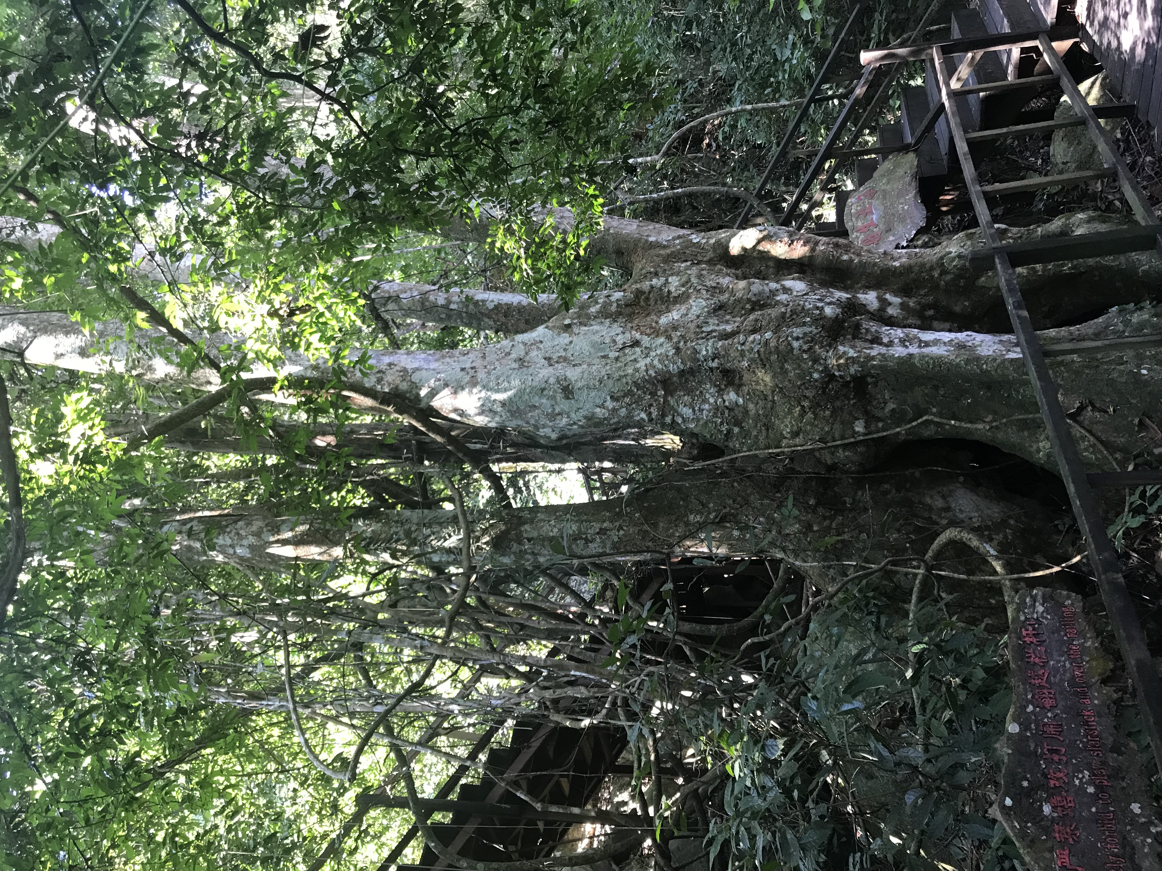 1500年的“母生”藏于此，这里集海南珍稀名木，神奇霸王岭