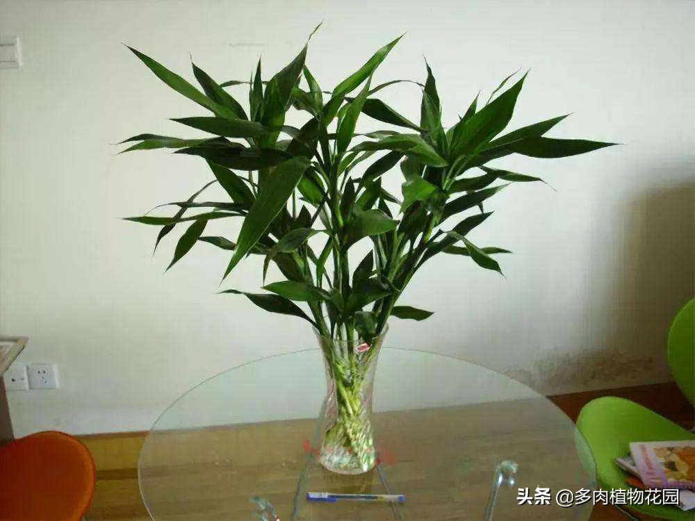 富贵竹竹叶枯黄怎么处理,富贵竹叶子发黄应该怎么养