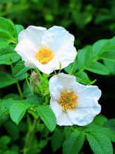 玫瑰花简介怎么写,玫瑰花简介英文版