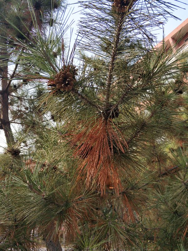 美丽的沙河,沙河一中怎么样