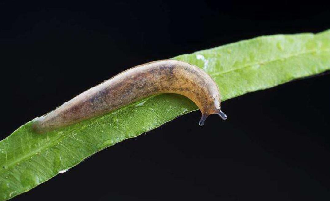 蜗牛这种软体动物,无壳蜗牛为什么是保护动物