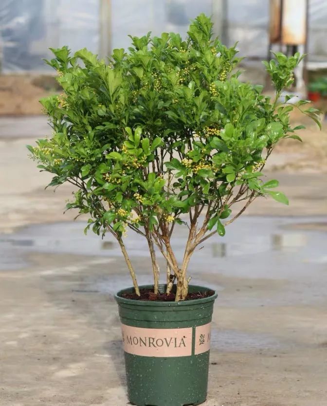 米兰春天怎么养护,家里养米兰花风水好不好