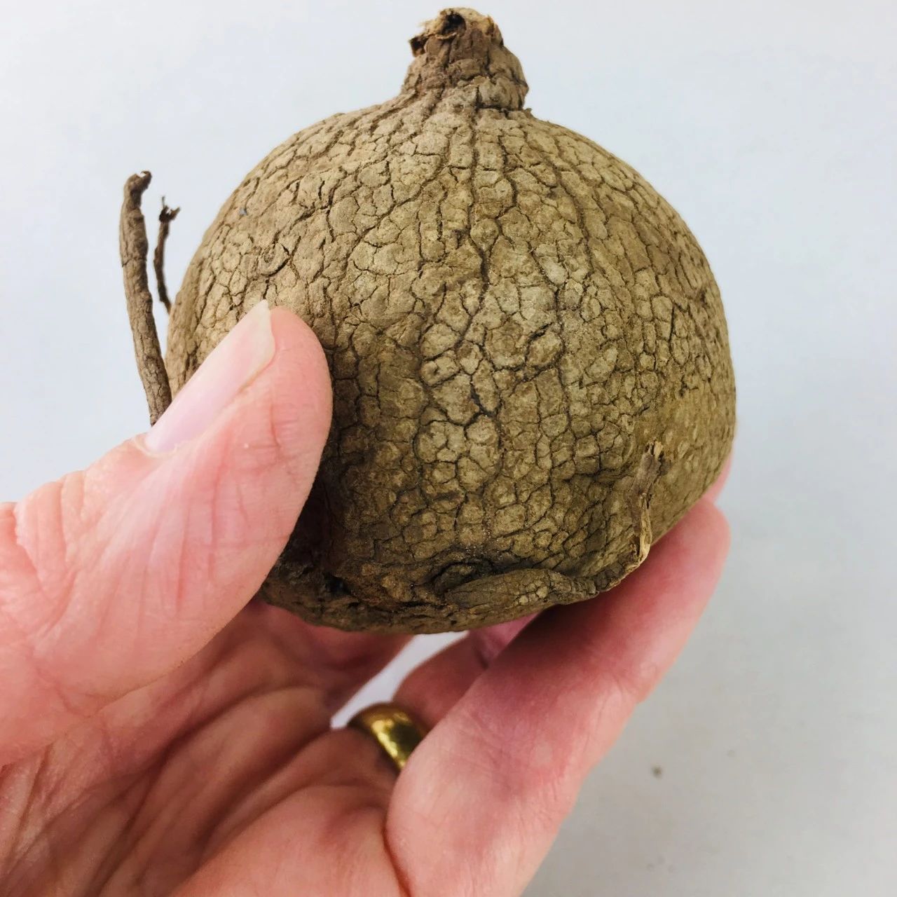 买了一个特小的山乌龟能长大吗,哪种山乌龟可以长叶子