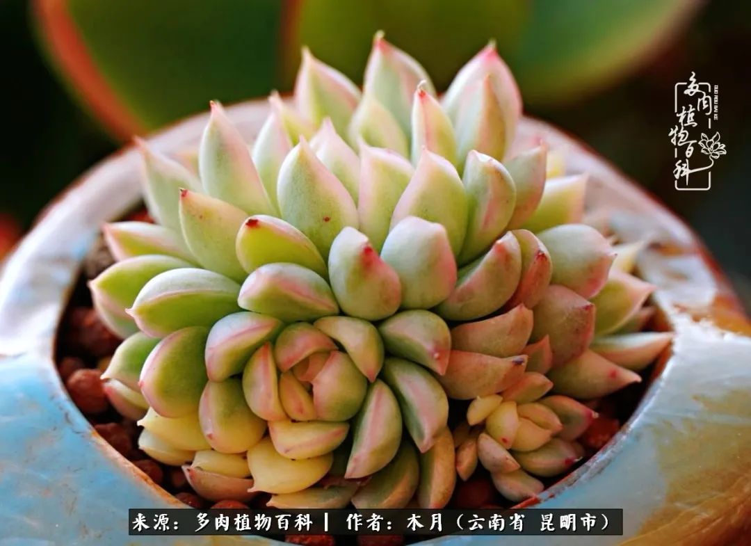 浅冬多肉，终有美好在等候