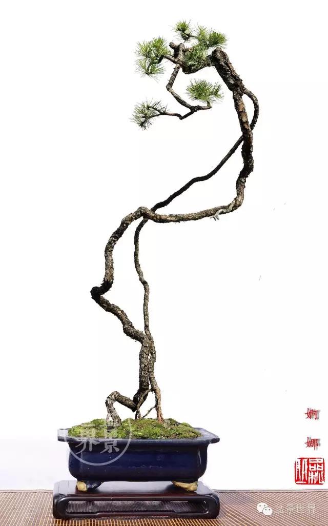 大师级老桩盆景欣赏,精美绝伦的老桩盆景