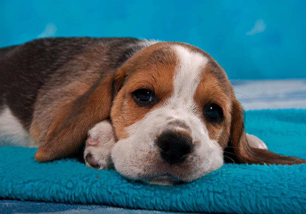 家里狗狗比较多便便怎么处理,狗狗腹泻呕吐怎么办最有效的方法