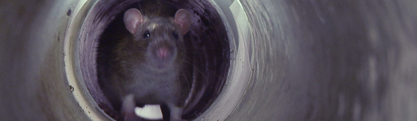 人类为何会如此害怕老鼠,为什么怕老鼠类的动物