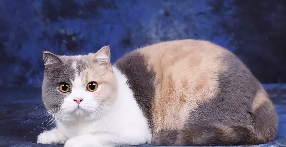 秒懂内涵填空,英短的颜色有多少种