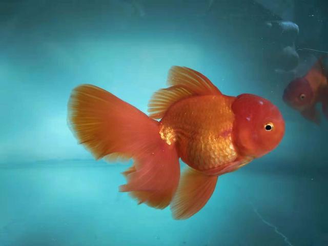 观赏鱼病怎么治好得快一点,观赏鱼病怎么治好的视频