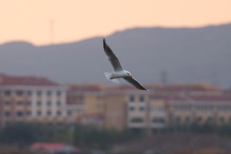 m系微单,佳能eosm6markii评测