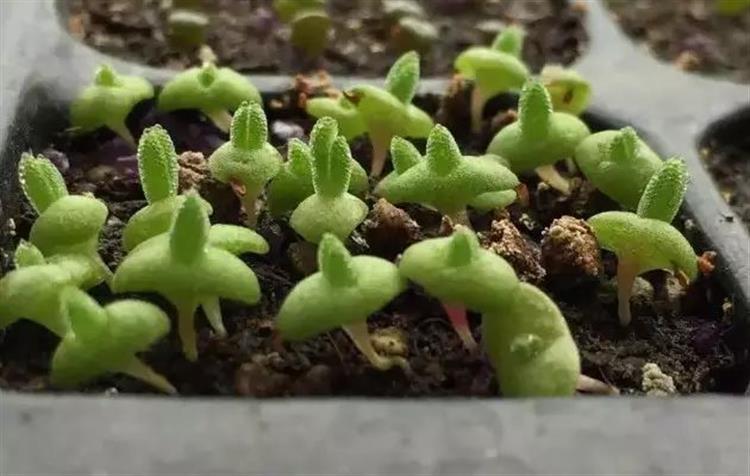 养多肉的土发霉是怎么回事,品氏泥炭土发霉了还能用吗