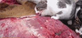 看看俄罗斯猫有多彪悍，徒手斗狗熊，单脚撕野狼！你是大佬我服了