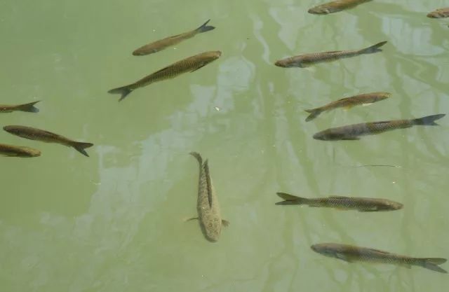 黑鱼基本都在哪,关于黑鱼的深度解析