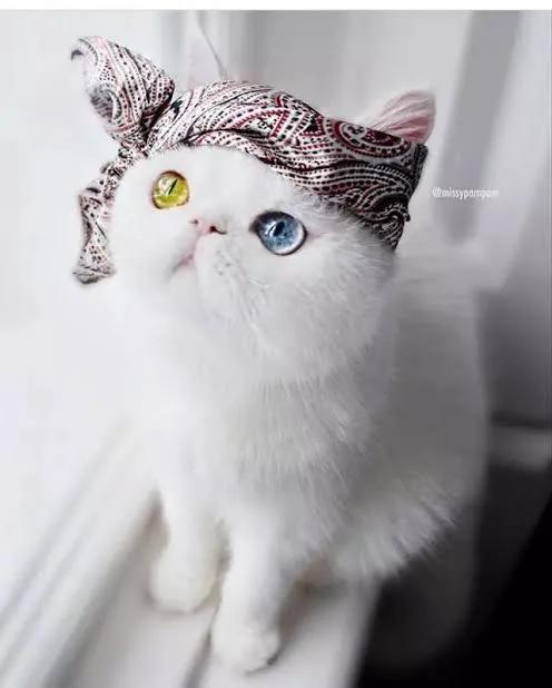 猫与女人相似之处,猫像女人