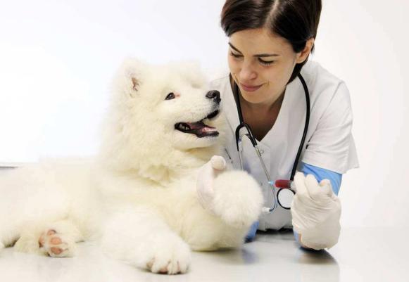 法斗拉稀吃什么好,每日拉稀怎么办