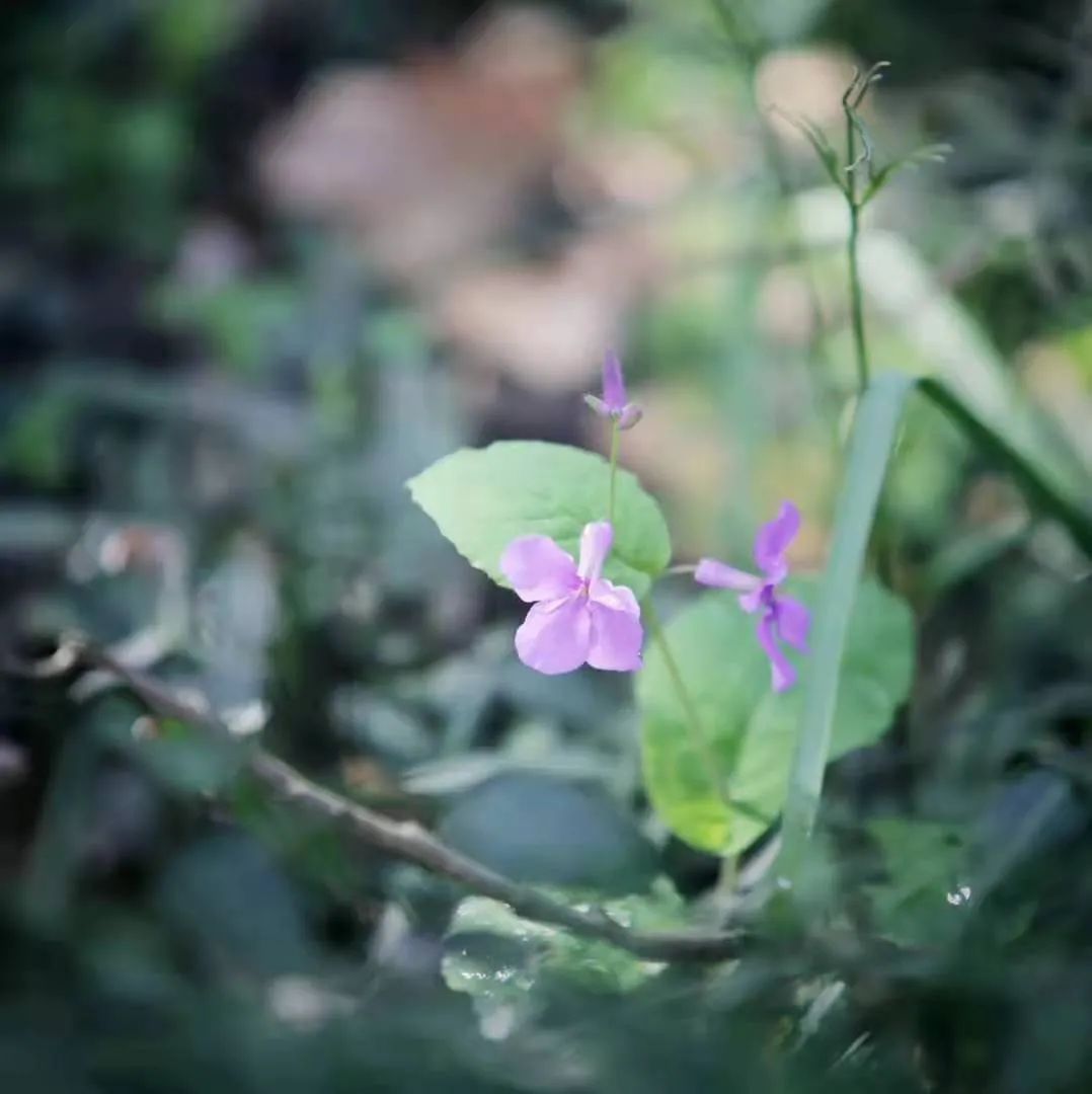 小李阿姨视频,小李阿姨生活视频