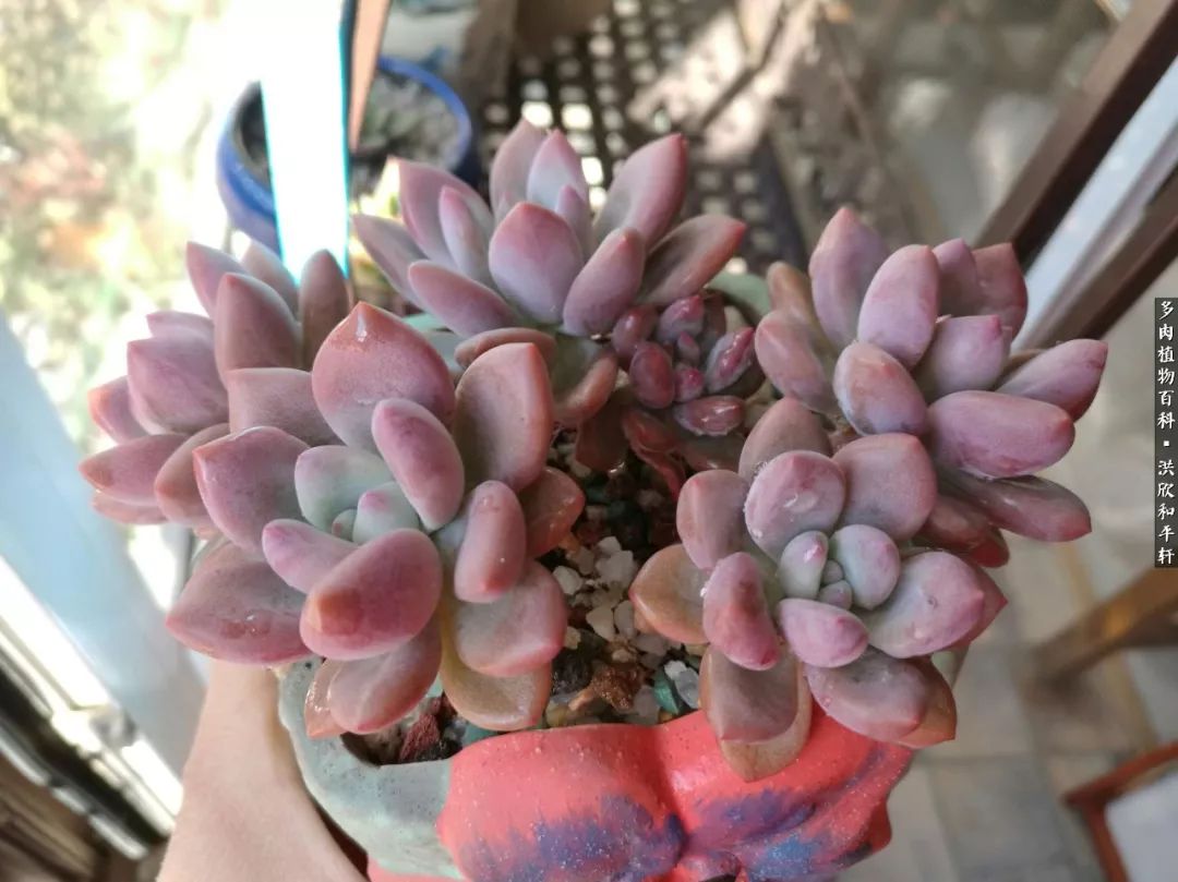 多肉的四季轮回,四季轮回多肉