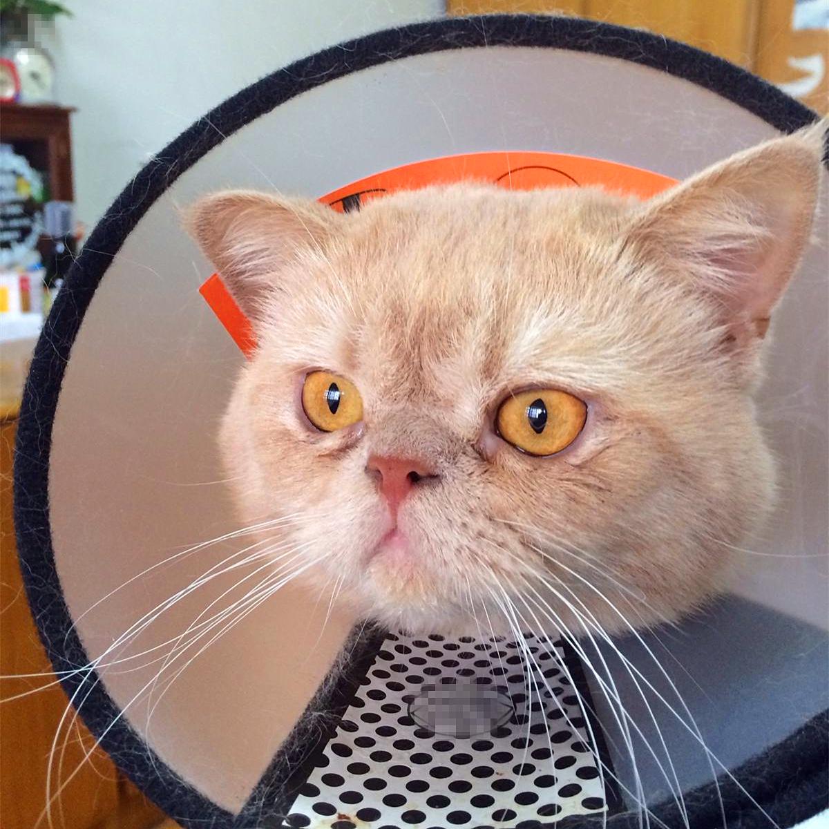 特殊时期如何做好宠物清洁工作?这两点最重要,但仍需注意安全