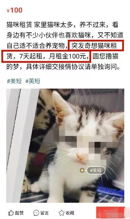 租猫一天多少合适,猫咪租赁一般多少钱