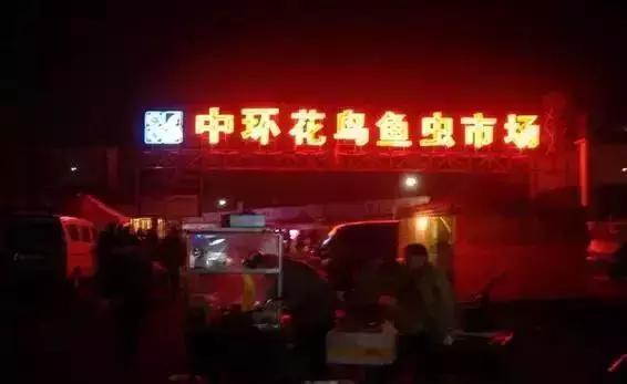 即将消失的花鸟鱼虫市场,天津消失的鱼虫市场