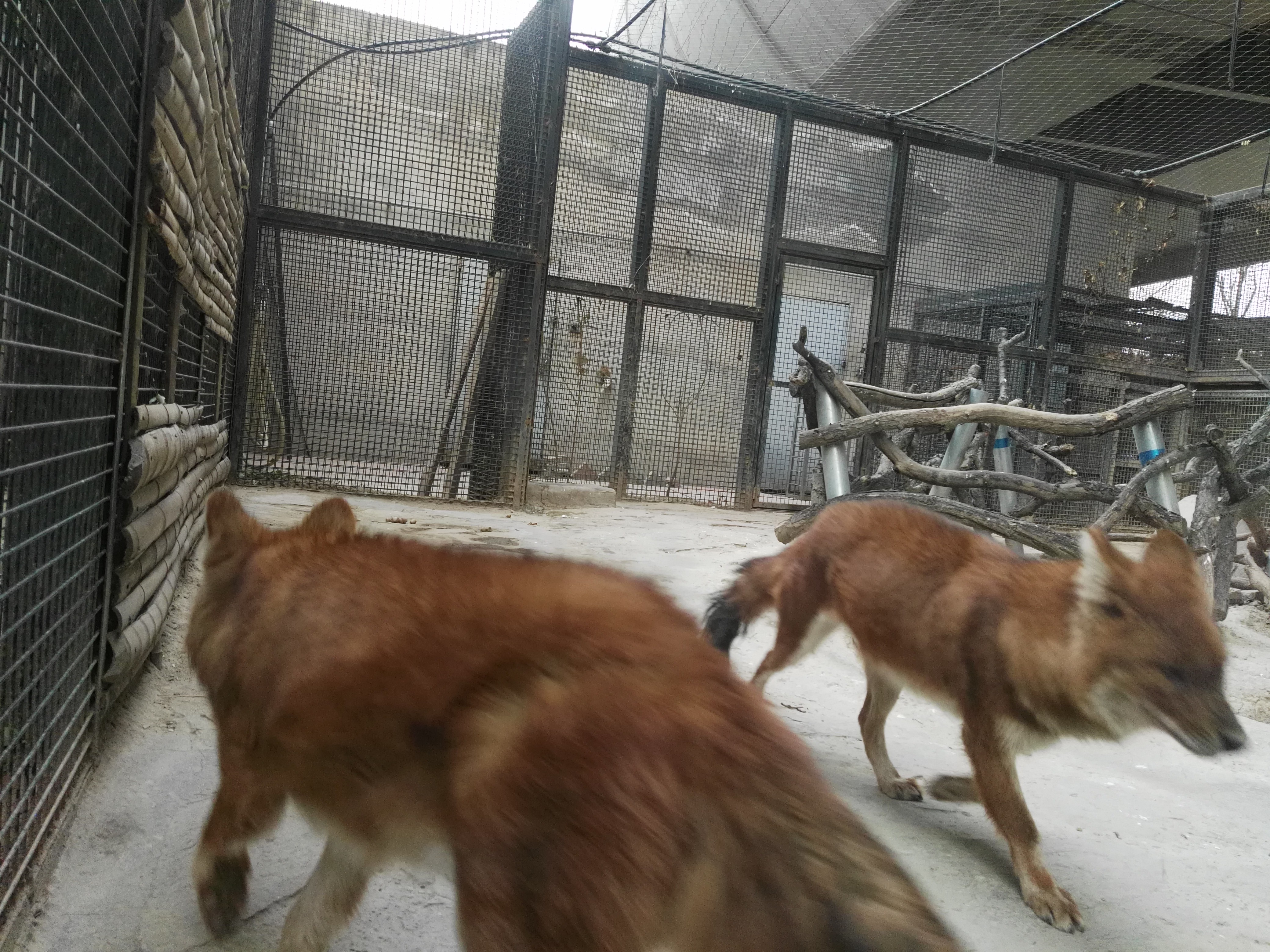 俗语说“豺狼虎豹”，三样本事让豺排到“四凶”第一名